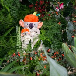 Moulin Roty - Aktivitetst&#248;jdyr m. musikoptr&#230;k - Koalaen Koco