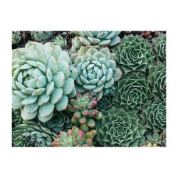 Mudpuppy - Puslespil 500 brk dobbeltsidet - Succulent Garden